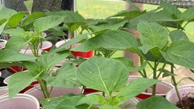 Kendall County Extension holding annual plant sale this weekend
