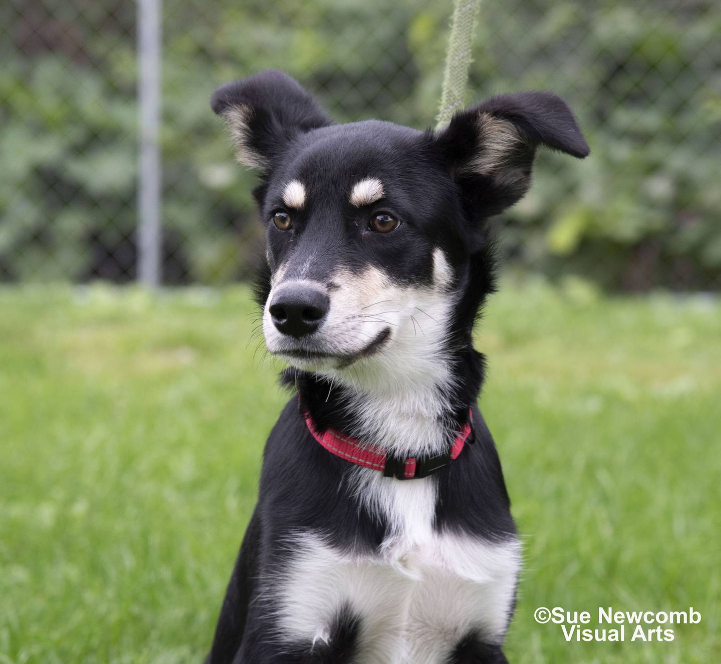 Otis is a young husky mix who came to the humane society from Kentucky. He’s friendly and a handful. Otis needs a loving and active family that can continue his training. Contact the Will County Humane Society at willcountyhumane.com and follow the instructions for the adoption process.
