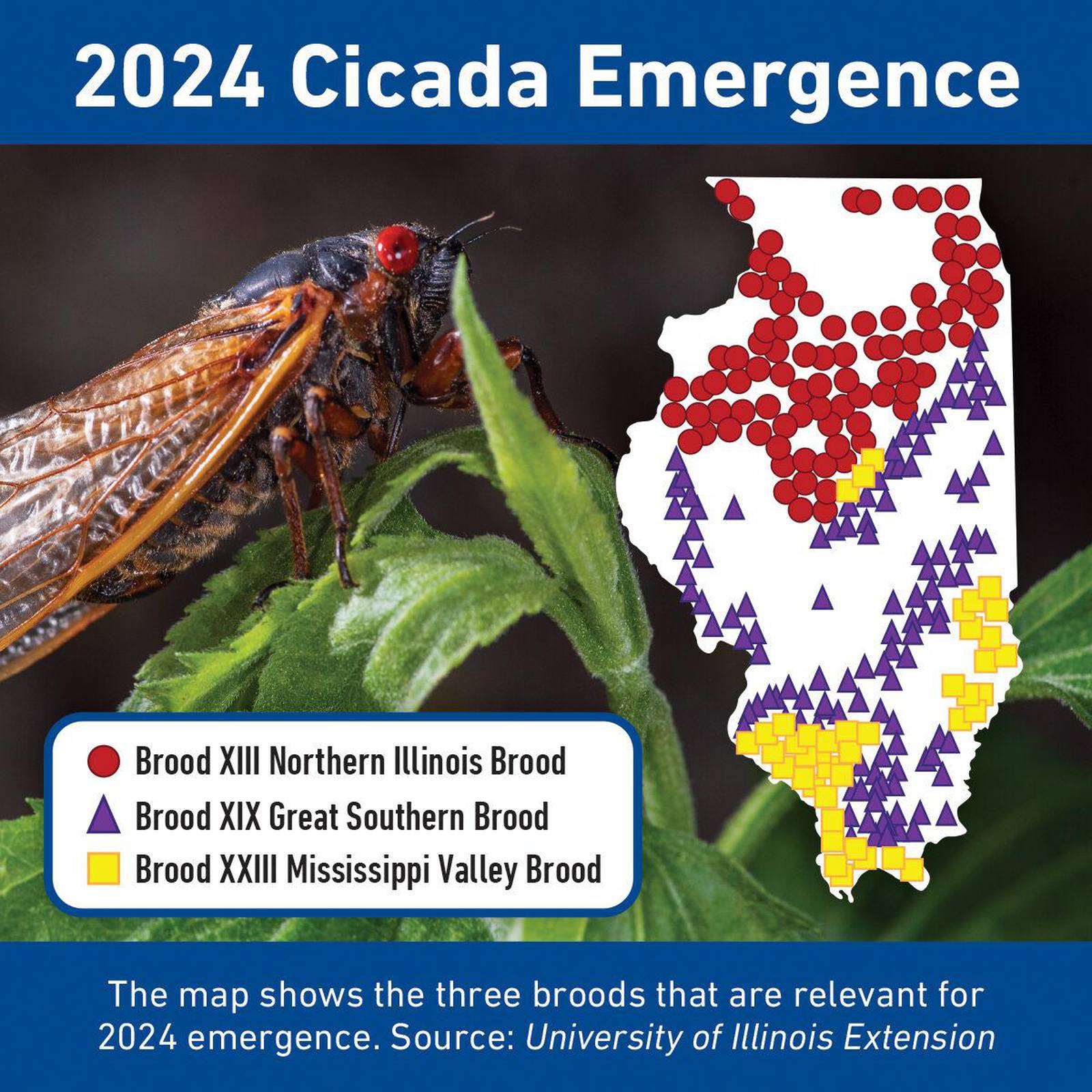 What impact will cicadas have on agriculture Shaw Local