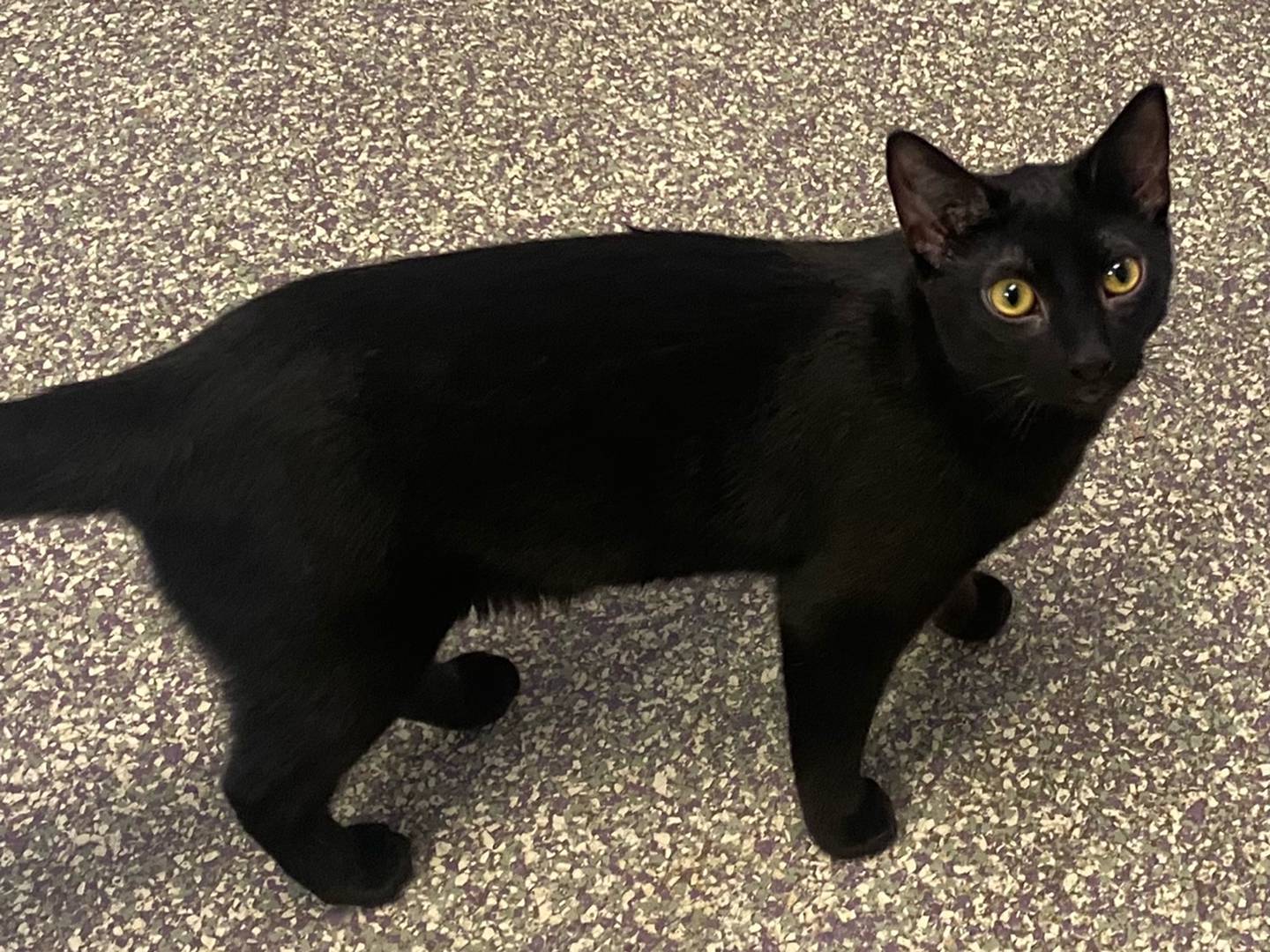 Jafar is a 1-year-old domestic shorthair. He is shy upon first meeting, but quickly turns playful. Jafar would make a great addition to any family. For more information on Jafar, including adoption fees please visit justanimals.org or call 815-448-2510.