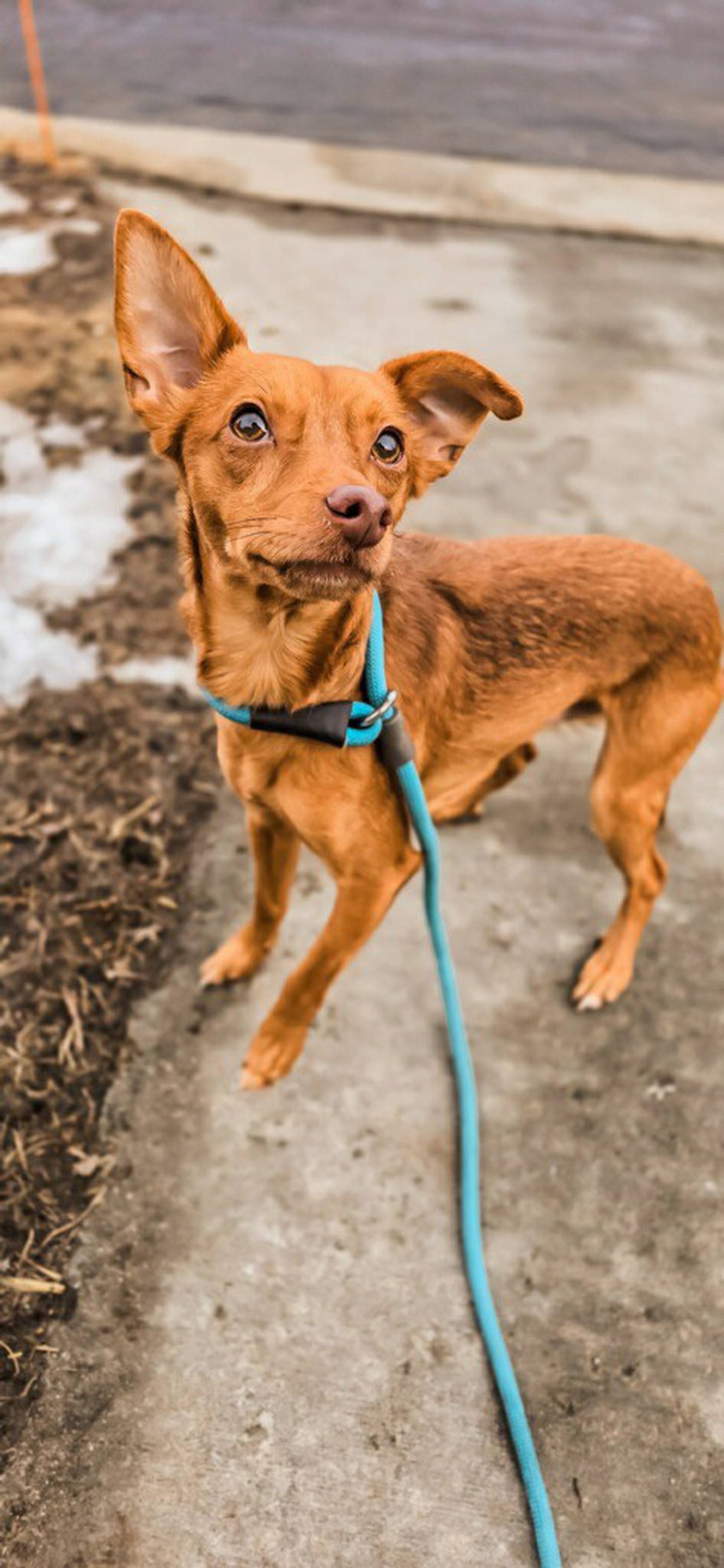 Spencer is spunky 1-year-old Chihuahua mix that came to NAWS from Texas. Spencer gets along with other dogs and cats and would do well with children. He loves going on walks and playing. Spencer will make an awesome companion. To meet Spencer, email Dogadoption@nawsus.org. Visit nawsus.org.