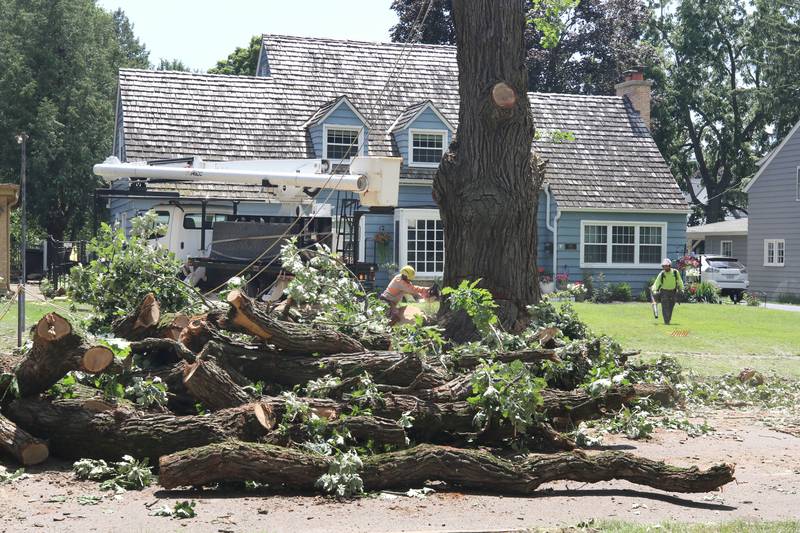 Workers from D. Ryan Tree and Landscape take down the historic oak tree Thursday July 21, 2022, at 240 Rolfe Road in DeKalb. The tree, one of the oldest in the city, was beginning to die and lost a branch in a storm last week so at the advice of an arborist the city opted to remove it rather than risk more branches coming down and causing damage or injury.