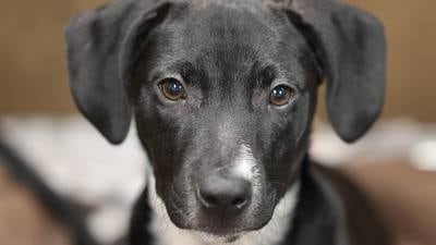 Tails on Tap Bar Crawl to benefit DeKalb County animals in need
