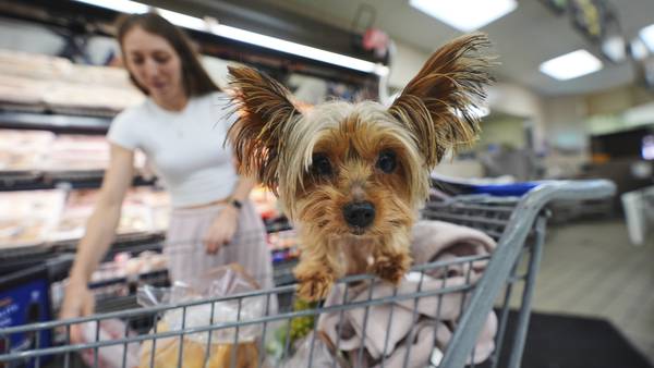 Retail sales up 0.6% in August from July even as tariffs hurt jobs and lead to price hikes