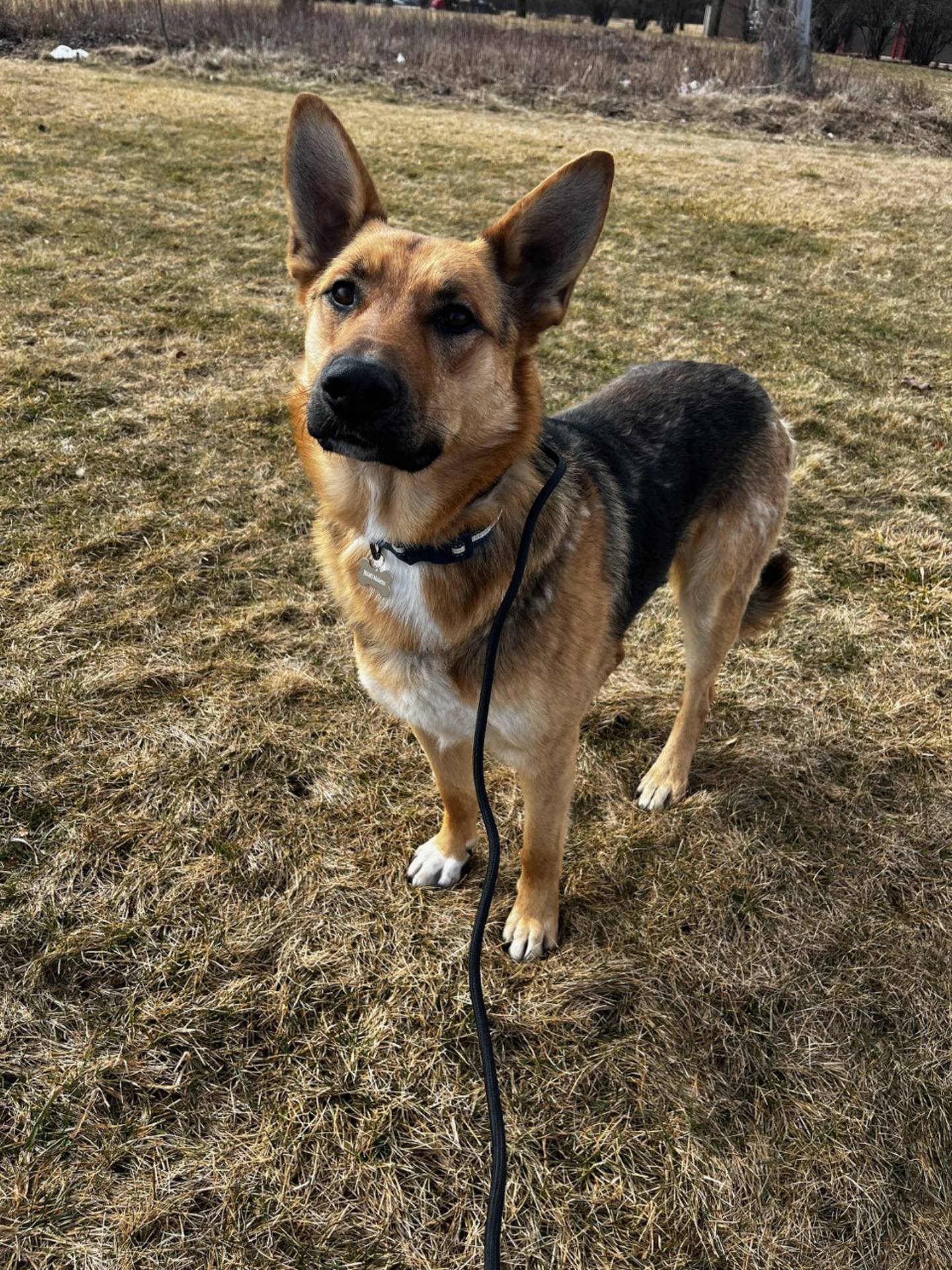 Riley is a 2-year-old male German shepherd that was rescued from a shelter in the South where he was at risk of euthanasia. He is a well-mannered dog that likes walks and sharing his silly faces with people.  He has been calm and quiet since arriving at the rescue. He is also potty-trained. He must be the only animal in a home. To meet Riley, email Dogadoption@nawsus.org. Visit nawsus.org.