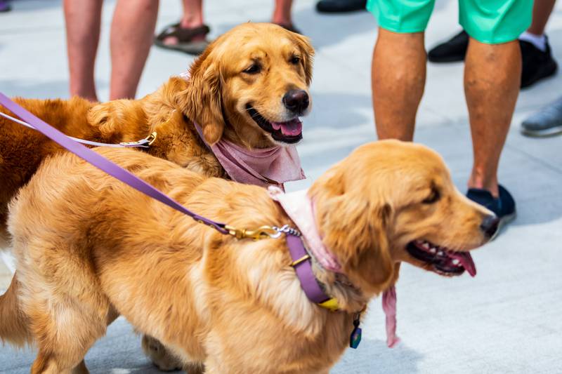 Riesling and Zinfandel take in the sights outside of Duly Heath and Care Field before the Joliet Slammers Dog Day event, presented by University of St. Francis, on Aug. 10, 2025.