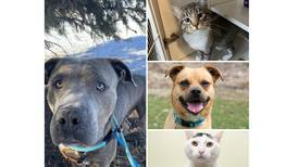 Will County Pets of the Week: Feb. 3, 2025
