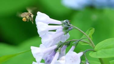 Photos: Starved Rock's bluebell spectacle begins