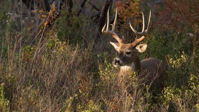 More than 51,000 deer harvested during first weekend of Illinois firearm deer season
