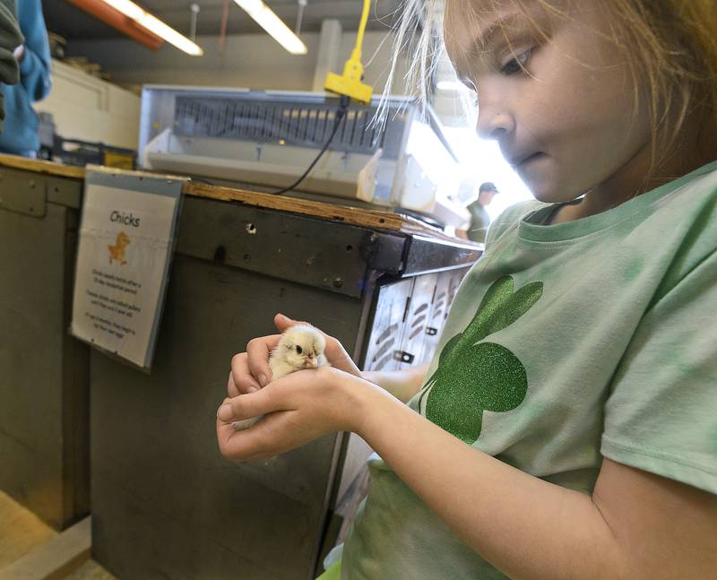 Aubrey Lynn Kearfott holds and pets a little chick during the Farm Fair organized by the Streator High School FFA Monday at the high school AG Shop.