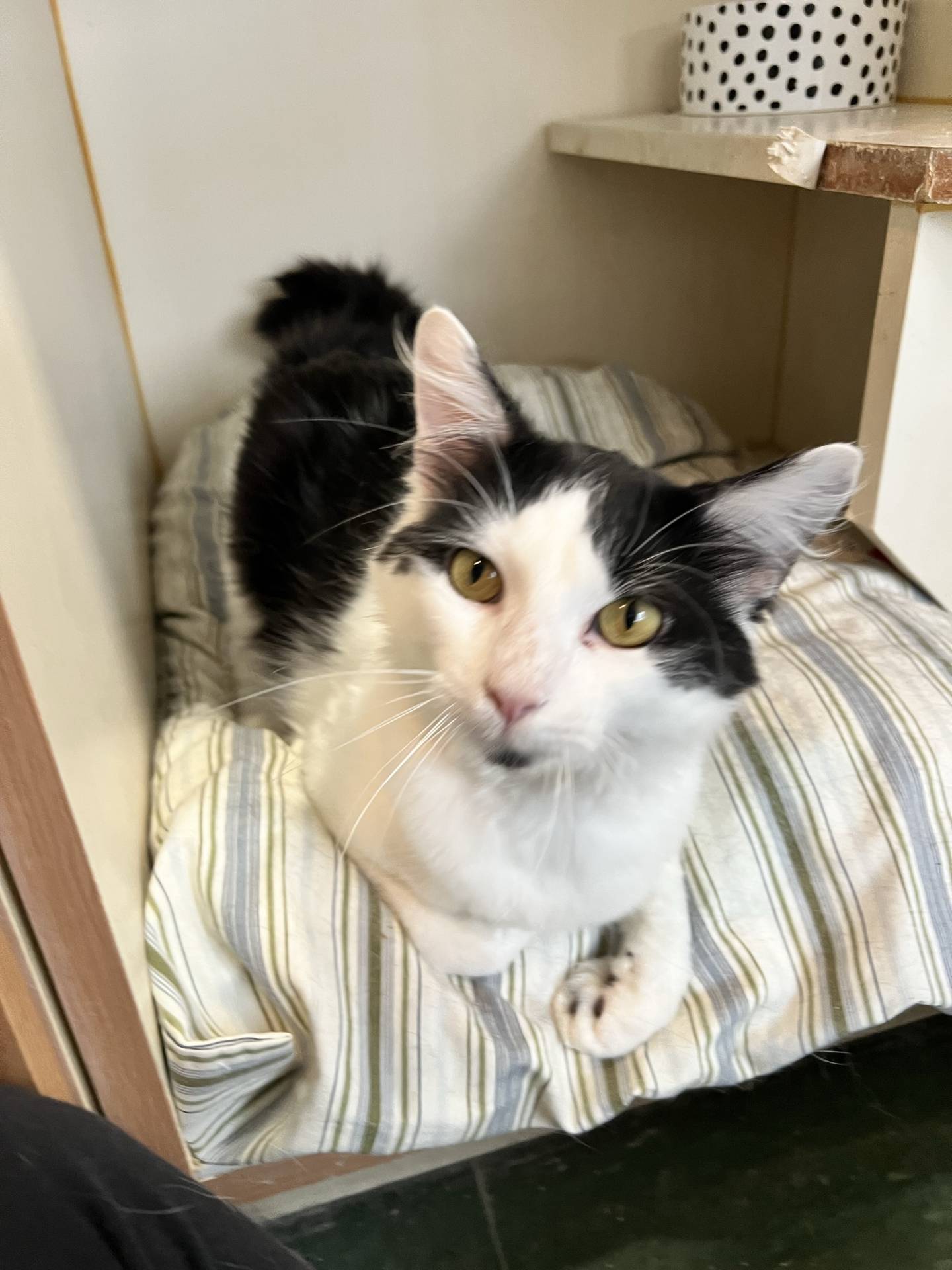 French Fry is a 2-year-old domestic medium hair that was rescued from a high kill shelter in Kentucky. He is very outgoing, curious, friendly and playful. He loves to sit in the window and watch the birds. He enjoys pets and attention from people. To meet French Fry, email catadoptions@nawsus.org. Visit nawsus.org.