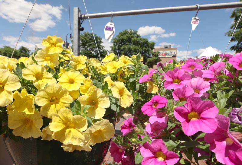 Flowers at the Theis Farm Market booth Thursday, June 2, 2022, during the first DeKalb Farmers Market of the season at Van Buer Plaza in Downtown DeKalb.