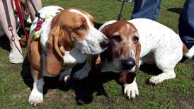 Dwight rescue group gets money to help at-risk older dogs
