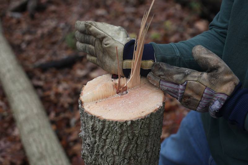 Matt Evans, volunteer with Friends of Illinois Nature Preserves, inform volunteers how a properly cut tree stump should look at the nature preservation event to restore light to the woodland floor in Pilcher Park on Sunday, Nov. 10, 2024 in Joliet.