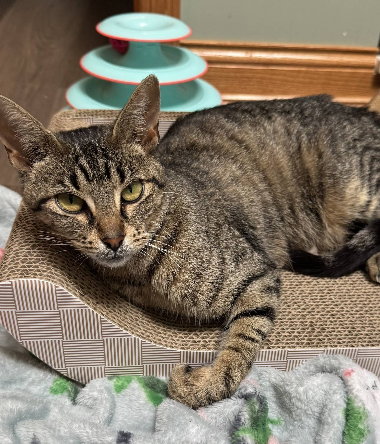 Harmony Bear is a resilient year-old tabby who was abandoned at NAWS while pregnant and subsequently raised her six kittens. While she can be reserved, Harmony Bear enjoys being near people, preferring to sit close by rather than on their laps. She loves playing with her kittens and would be happiest if she could be adopted with one of them. Harmony Bear needs safe, loving forever home where she can finally relax and be cherished. To meet Harmony Bear, email Catadoptions@nawsus.org with any questions or to meet her. Visit nawsus.org.