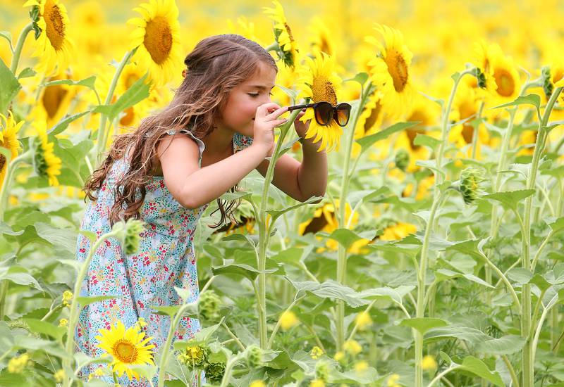 Asadae Dean of Peru, places sun glasses on a sunflower while having her photo taken on Monday, July 21, 2025 at Matthiessen State Park near Oglesby. The sunflowers are reaching their peak in the park. They are located directly behind the model airplane field. Anyone caught taking sunflowers can be faced with a $195 fine.