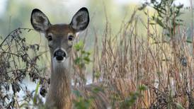 Time change raises risk of driver collisions with wildlife