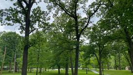 Movies in the Park returns to Goold Park for Summer 2025