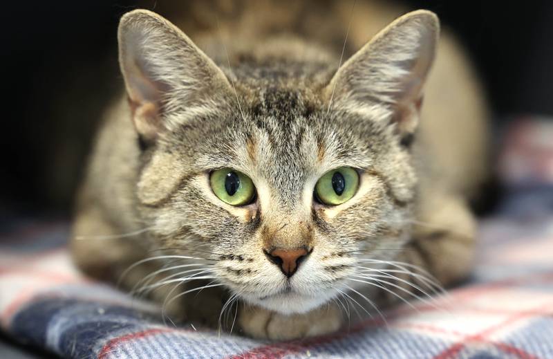 One of the cats available for adoption Monday, July 24, 2023, at Tails Humane Society in DeKalb. Tails will be hosting  the Tails on Tap Bar Crawl Saturday Aug. 5 in downtown DeKalb with all proceeds benefitting the homeless pets at the shelter.
