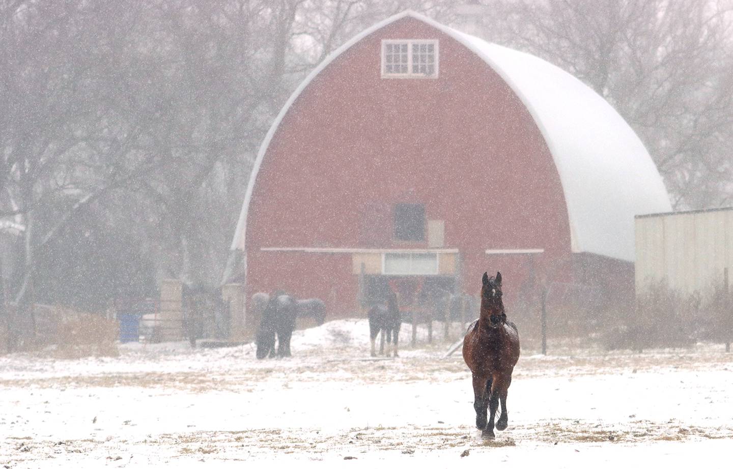 A horse struts across a pasture as snow begins to fall near River Road outside of Marengo on New Year’s Day, Saturday, Jan. 1, 2022.