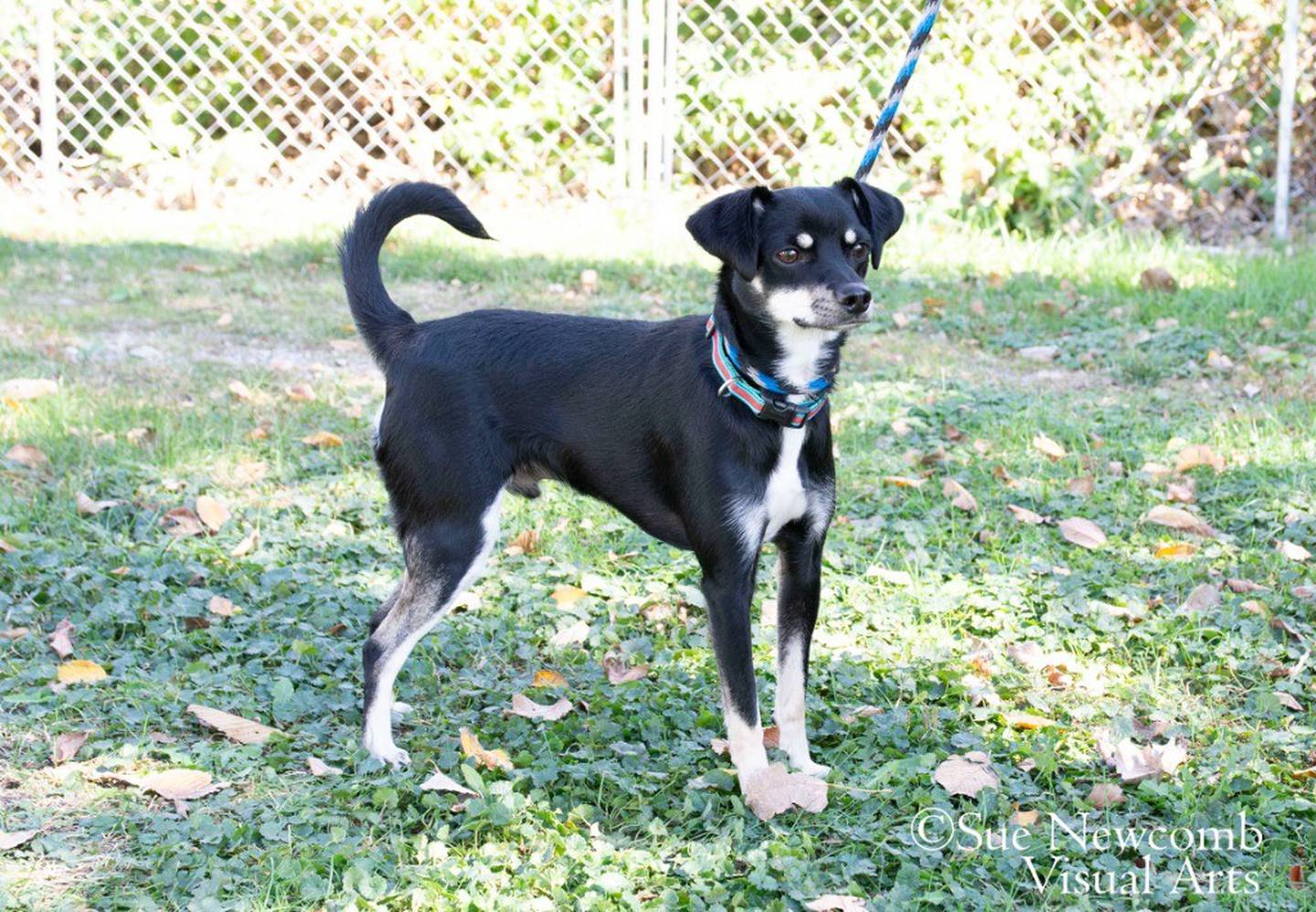 Banjo is a sweet and playful 2-year-old terrier mix, weighing around 20 pounds. He loves to go for walks and play with toys. He’s a smart guy who would love a family of his own. He is dog and kid-friendly too. Contact the Will County Humane Society at willcountyhumane.com and follow the instructions for the adoption process.