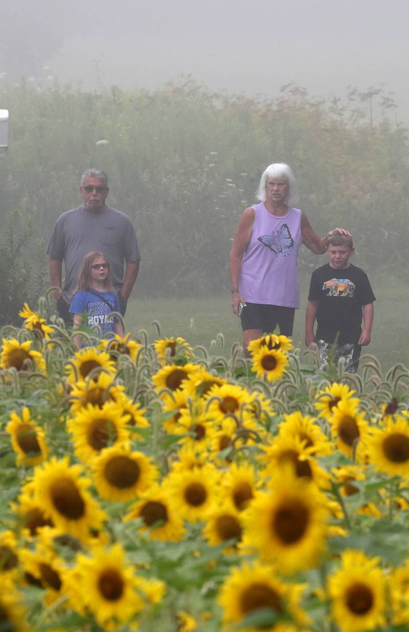 Andy and Erica Salemi, from DeKalb, take a walk with their grandkids Clara, 6, and Gus, 7, Monday, July 22, 2024, in the sunflower field at Shabbona Lake State Recreation Area in Shabbona Township.