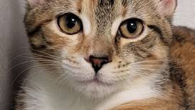 Fun-loving feline seeks home for self, littermate