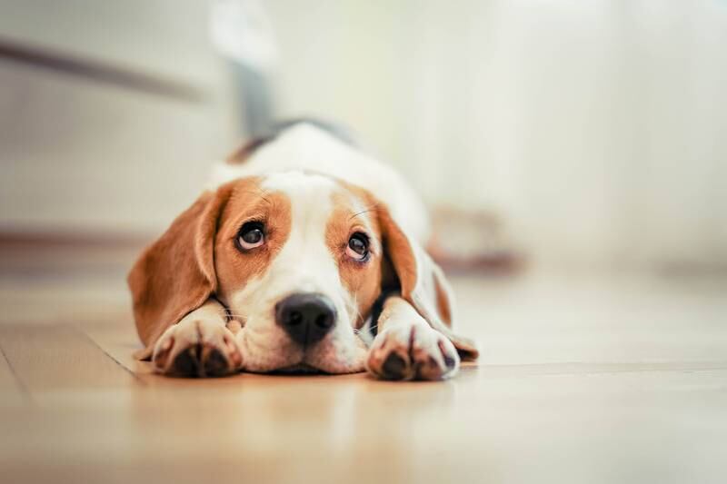 Cedar Lane Kennels - Back to school: separation anxiety and new pups