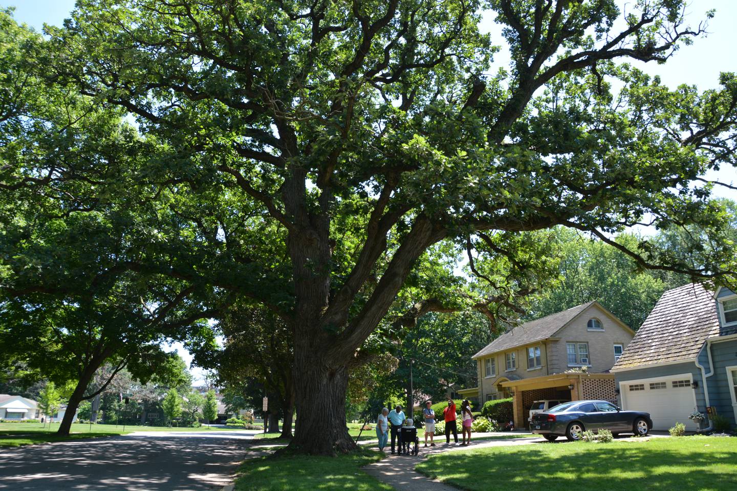 The Bennett admiring the historic oak tree one last time on Monday, July 18.