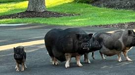 Wayne Police Dept. working to corral pigs on the loose
