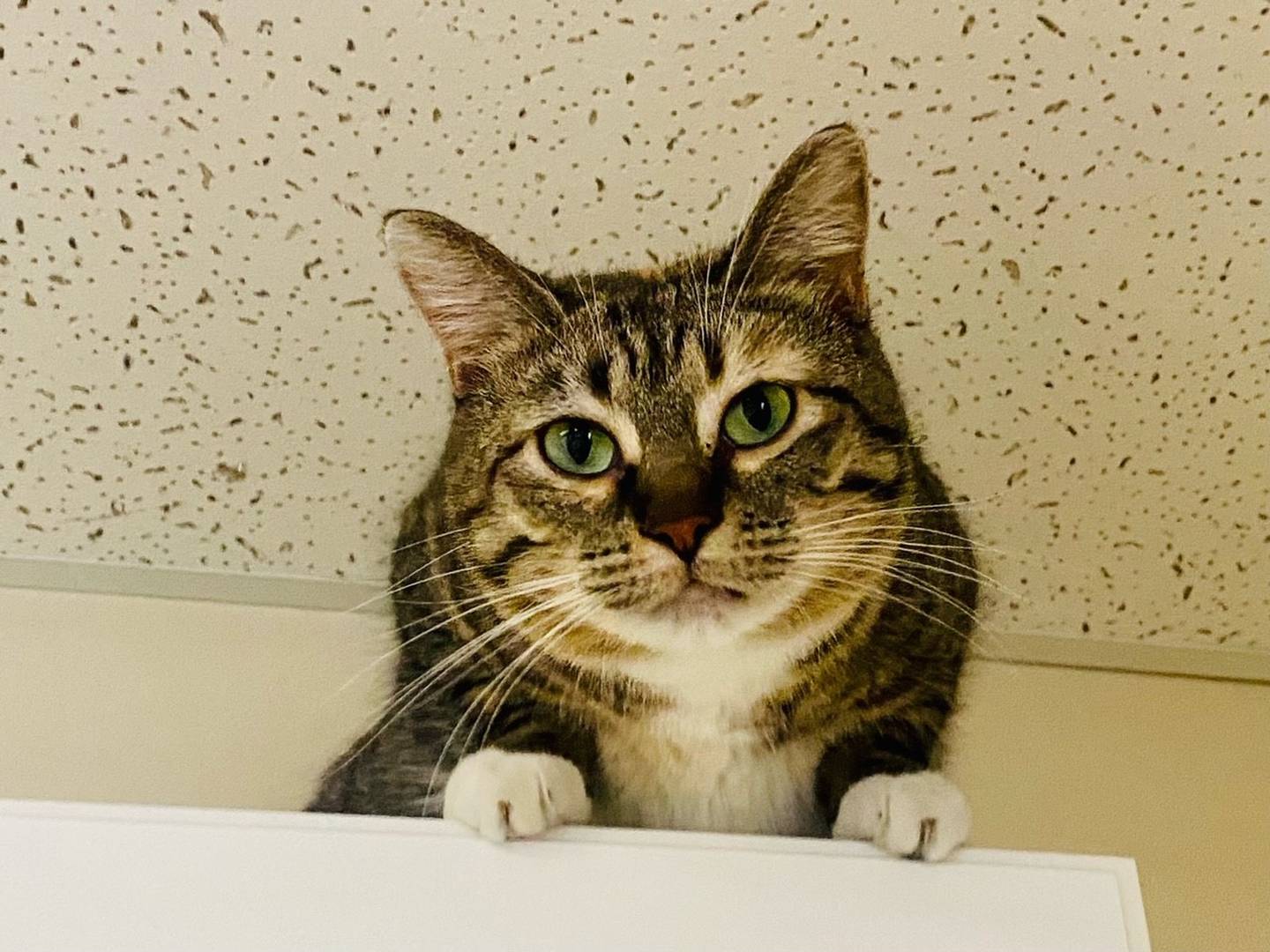 Sesame is a 1-year-old domestic shorthair. She is sweet, playful, and curious. Sesame appreciates her alone time and is fond of relaxing in her bed. For more information on Sesame, including adoption fees please visit justanimals.org or call 815-448-2510.