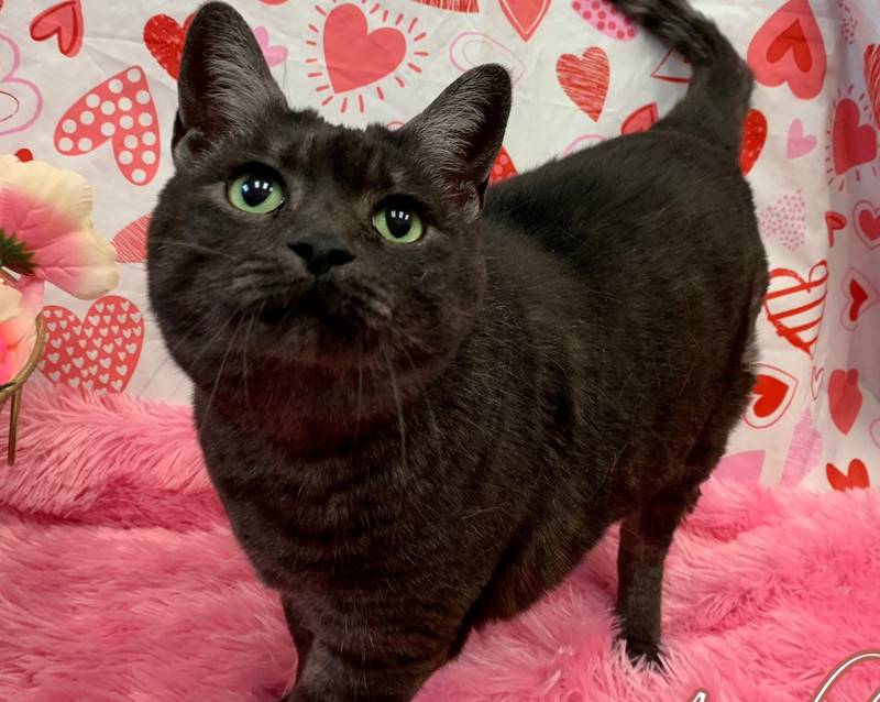 ine-year-old Amulet is very sweet and loves to be petted and brushed. She is very outgoing with people and just loves the attention. She is front-paw declawed and already spayed. To meet Amulet, call Joliet Township Animal Control at 815-725-0333.