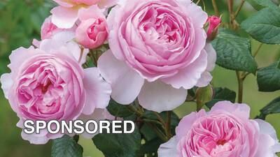 Celebrate National Rose Month this June by Creating Your Own Rose Garden