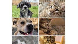 Will County Pets of the Week: April 20, 2026