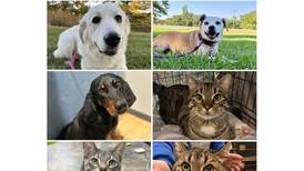 Will County Pets of the Week: March 30, 2026