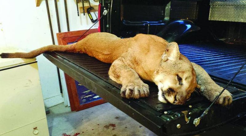 This mountain lion was shot in rural Morrison on Nov, 20, 2013. It was preserved and now is on exhibit at the Andresen Nature Center in Fulton.