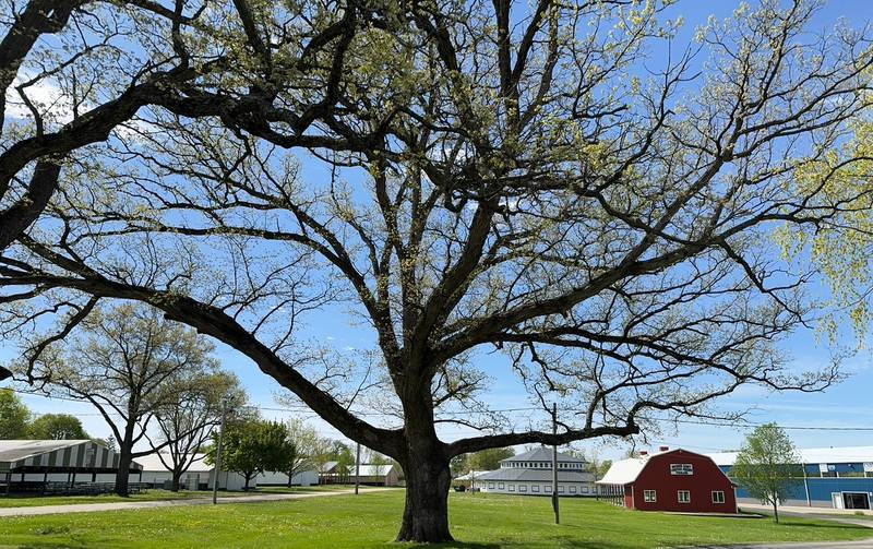 The Natural Land Institute's July Tree of the Month