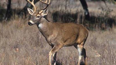 See how many registered hunters are in Illinois
