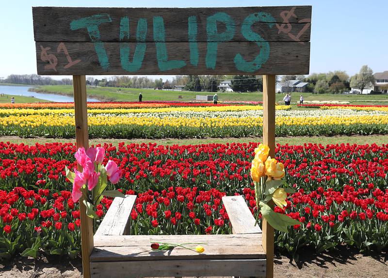 Tulips during the Earth Day opening of the  Richardson Farm Tulip Festival on Wednesday, April 22. More than 1 million vibrant flowers in over 75 varieties will be in bloom. About 350,000 new tulip bulbs were planted in the fall of 2025 in a butterfly pattern near a private lake on the property, said George Richardson. Hours are 10 a.m. to 6:30 p.m. The festival typically lasts for two to three weeks, depending on the blooms.
