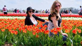 Blooming tulips beckon at Richardson Farm