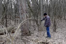 Mushroom hunters say McHenry County is hotbed for elusive morel and more