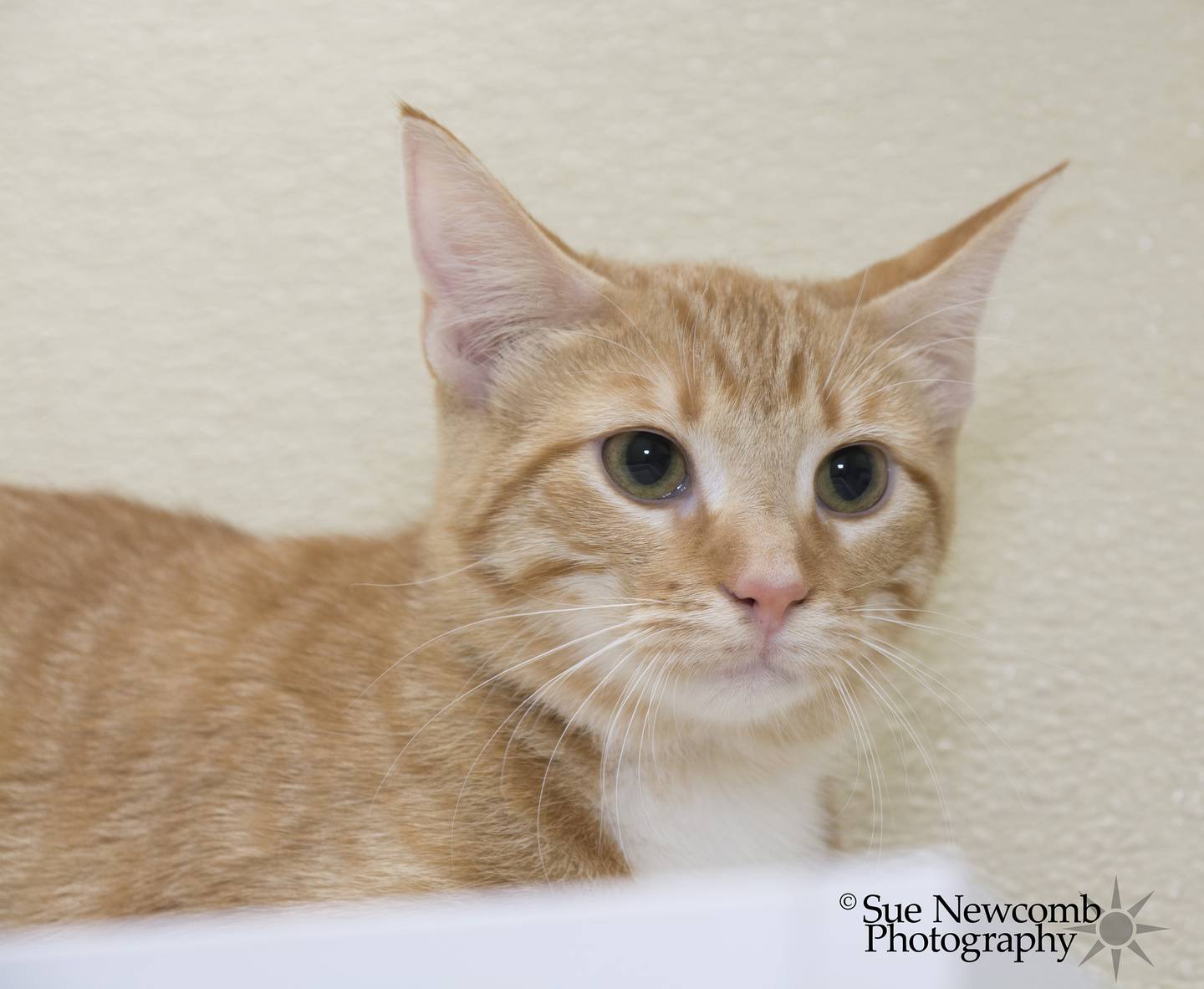 Cheese is a 1-year-old domestic shorthair who is fairly shy but likes toys and the occasional petting. She is bonded with Macaroni and they should be adopted together. Contact the Will County Humane Society at willcountyhumane.com and follow the instructions for the adoption process.