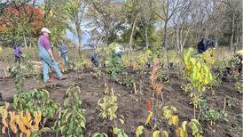 Algonquin Garden Club’s first ‘mini-forest’ grows in size, community support in Kane County