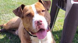 Tennis ball-loving dog wants someone to play with