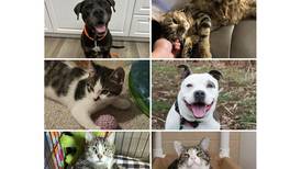 Will County Pets of the Week: Dec. 16, 2024