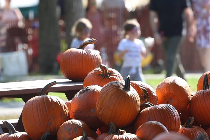 Pumpkins sit stack all throughout Konow’s Corn Maze on Saturday, Sept. 30, 2023 in Homer Glen.