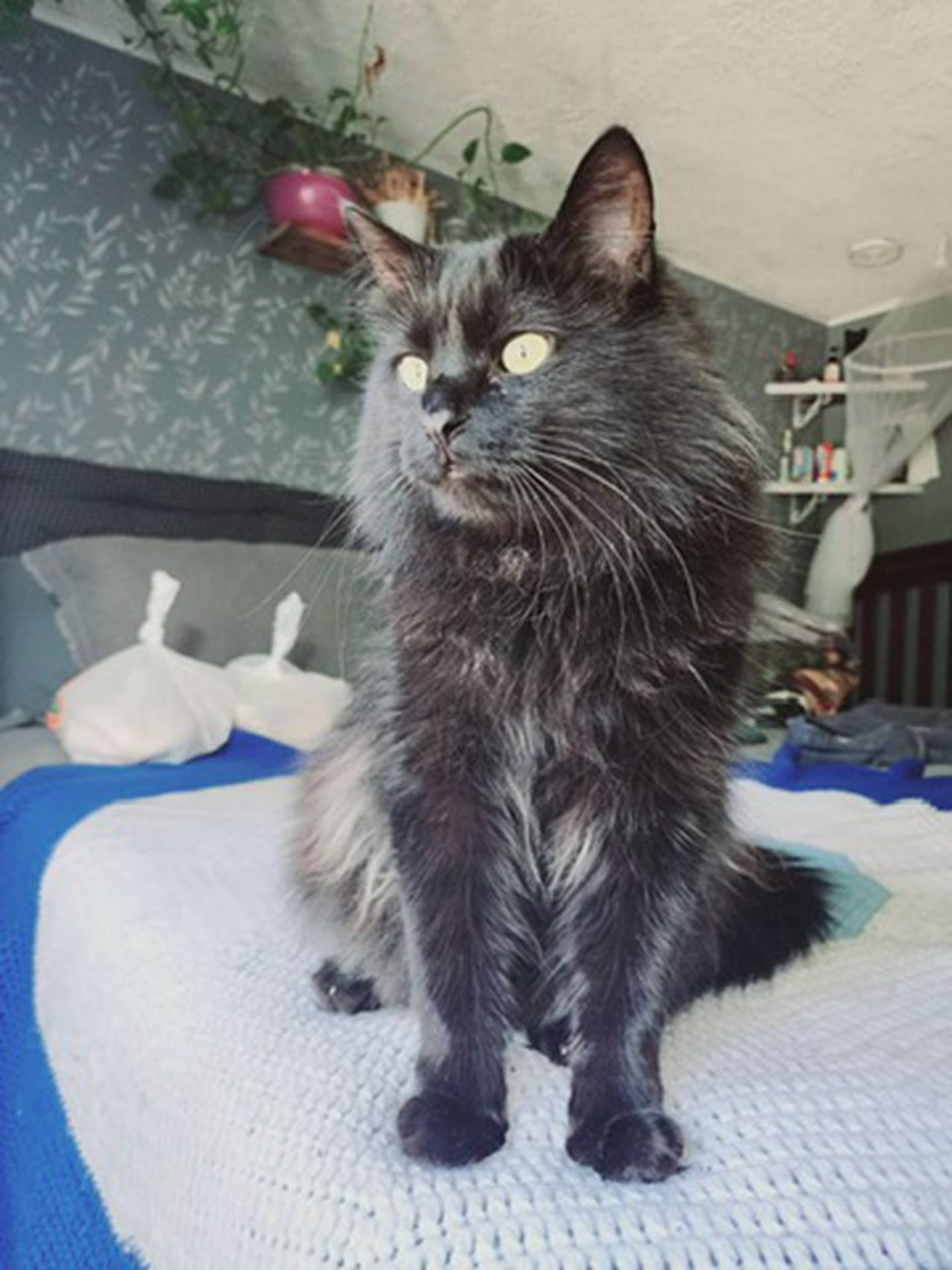 Midnight is a 5-year-old, independent long-haired that was found fending for himself as a stray. Although Midnight is ready for a safe life indoors for a loving home, he needs to feel comfortable around new people before sharing his personality.  Midnight occasionally likes to play – but he also enjoys lounging in a window seat or on a soft bed. He does well with other pets after a proper introduction and would be fine with older children. To meet Midnight, email Catadoptions@nawsus.org. Visit nawus.org.