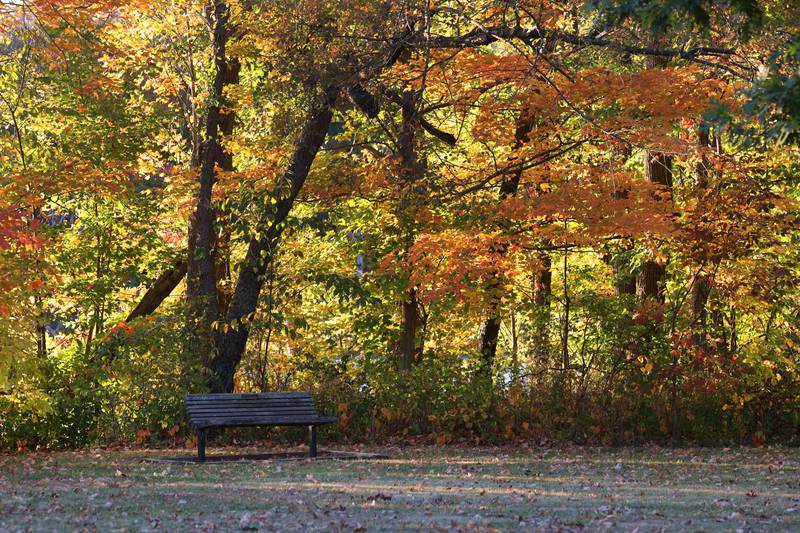 A bench is surrounded by colorful fall trees Tuesday, Oct. 22, 2024, at Shabbona Lake State Park.