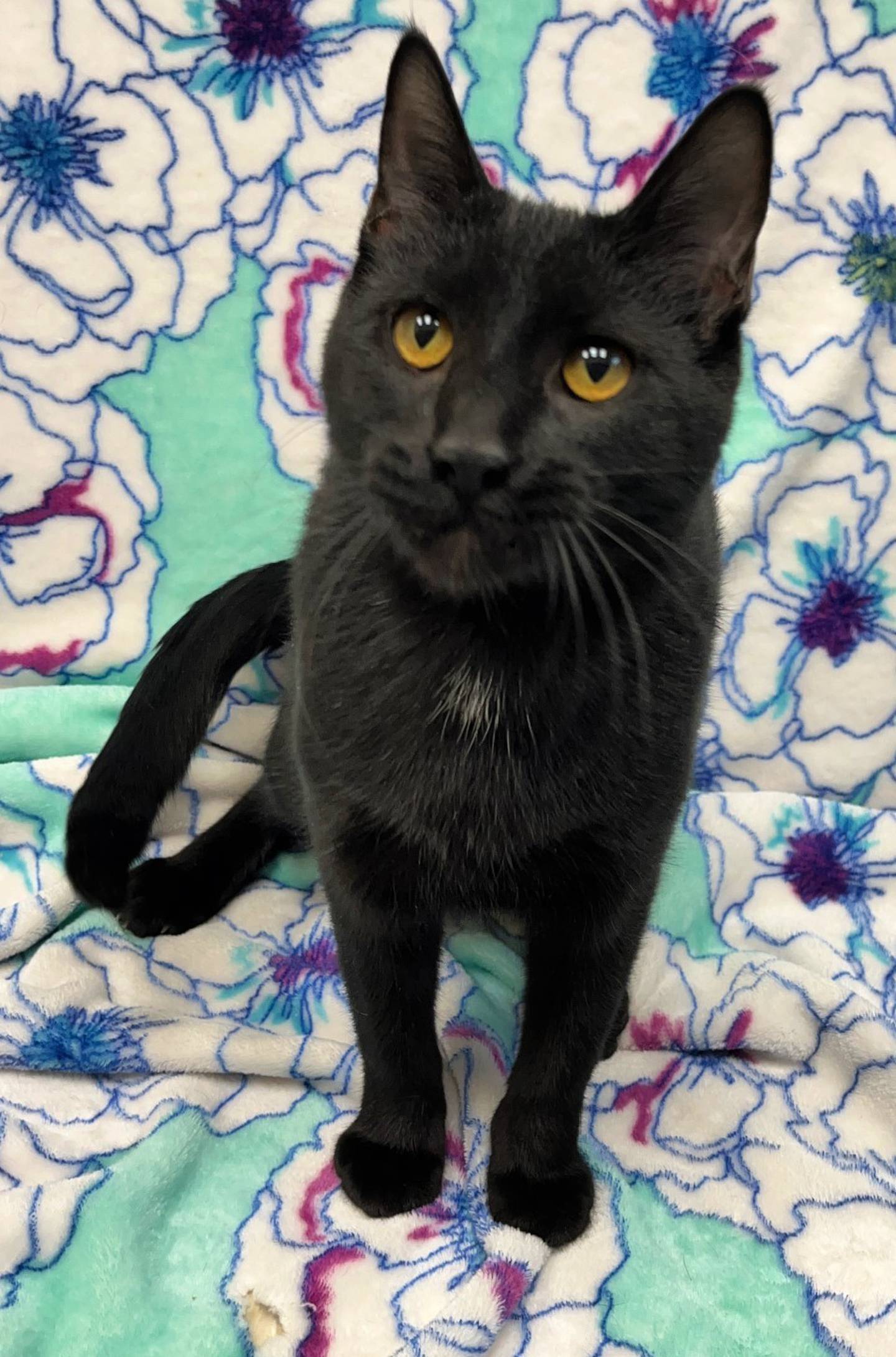 At 10 months old, silly Mason is a typical rambunctious kitten. He loves to play (even if just with himself) and leaps high to try and catch his toys. He also has a mellow side where he loves making biscuits on blankets, getting pets and being held, all while happily purring. Mason tested positive for feline leukemia, so he needs to be the only cat at home or share a home with a leukemia-positive cat. To meet Mason, call Joliet Township Animal Control at 815-725-0333.