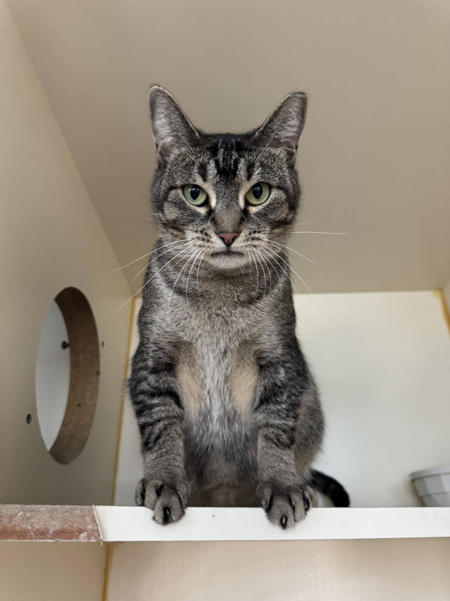 Daisy is a 2-year-old gentle, happy, curious and affectionate tabby who was reserved and hesitant to trust people when she was first rescued. She’s made amazing progress and will approach people s for head scratches and some attention. She shows love by looking longingly at her people, burrowing her face in their hands and giving them kisses. She is getting used to other cats and might live comfortably with ones that give her some space. She will make a great companion. To meet Daisy, email Catadoptions@nawsus.org. Visit nawsus.org.